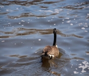 2014 04 20 MinnehahaFalls 005